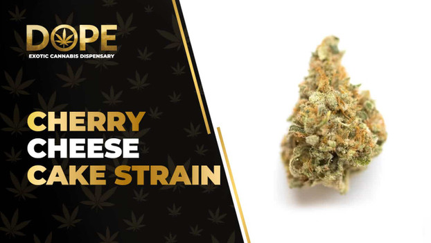 Cherry Cheese Cake Strain Review: Flavor & Effects Guide