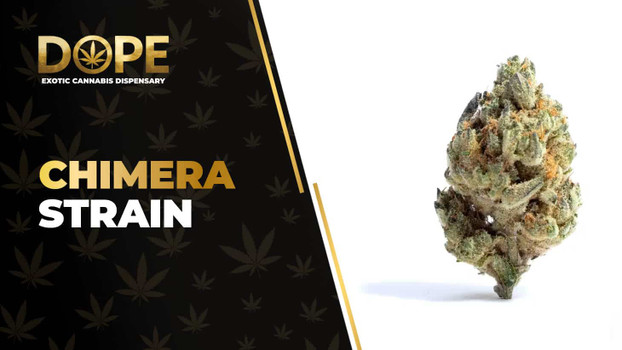 Chimera Strain Review: Flavor, Effects & THC Potency