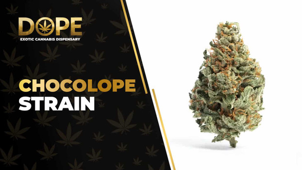 Chocolope Strain Review: Chocolate Flavor & Energy