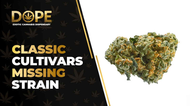 Classic Cultivars Missing Strain Review: Fruity Effects