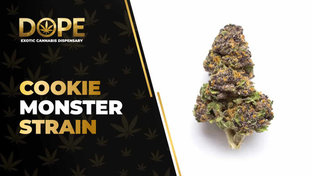 Cookie Monster Strain Review: Flavor, Effects & THC