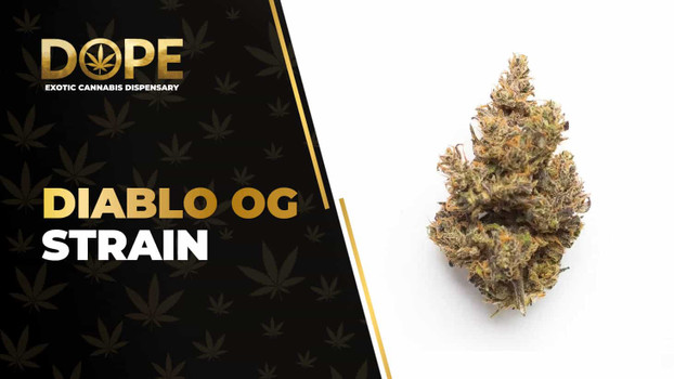 Diablo OG Strain Review: Potent Indica & Kush Flavour