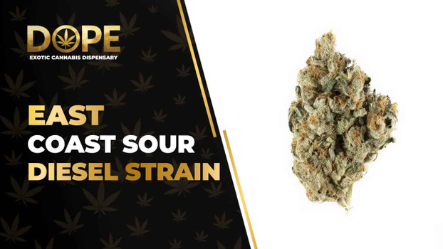 East Coast Sour Diesel Strain Review & Effects Guide