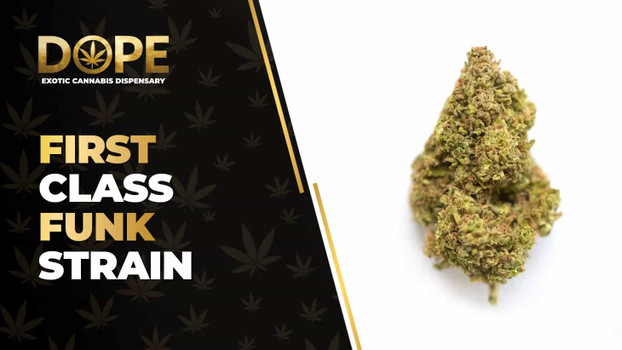 First Class Funk Strain Review: Effects, Flavor & THC