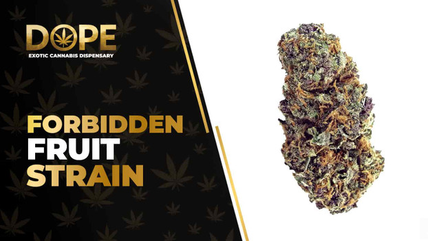 Forbidden Fruit Strain: Tropical Flavor & Relaxing High