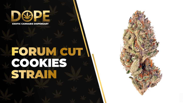 Forum Cut Cookies Strain Review: Flavor, Effects & THC
