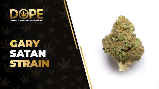 Gary Satan Strain: Flavor, Effects, Genetics & THCA Flower