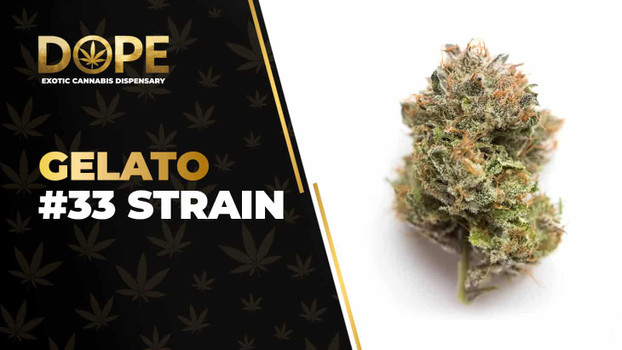 Gelato #33 Strain Review: Flavor, Effects & Potency