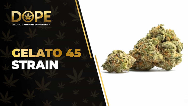 Gelato 45 Strain Review: Flavor, Effects & THC Guide