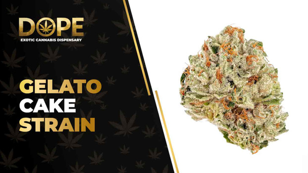 Gelato Cake Strain Review: Flavor, Effects & THC Guide