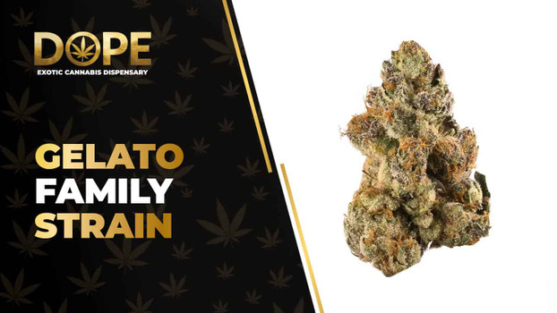 Gelato Family Strain Review: Flavor, Effects & Genetics