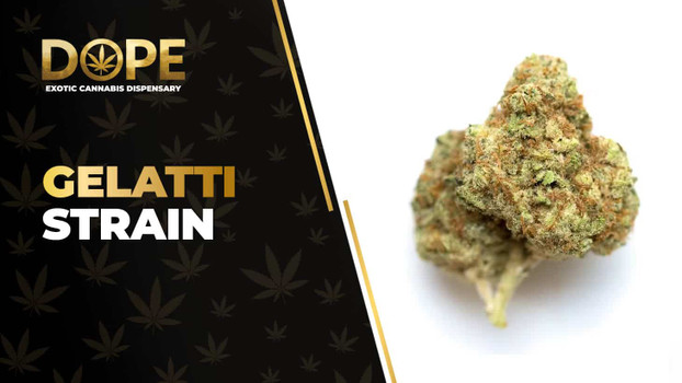 Gelatti Strain Review: Flavor, Effects & Potency Guide