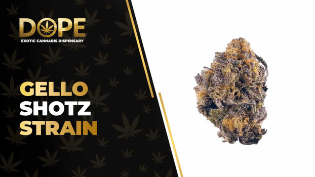 Gello Shotz Strain: Flavor, Effects & Hybrid Genetics