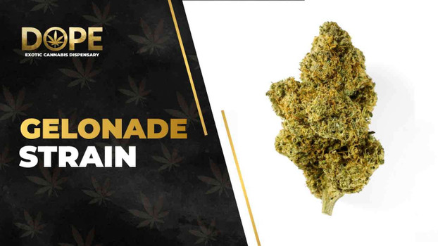 Gelonade Strain Review: Citrus Flavor & Uplifting High