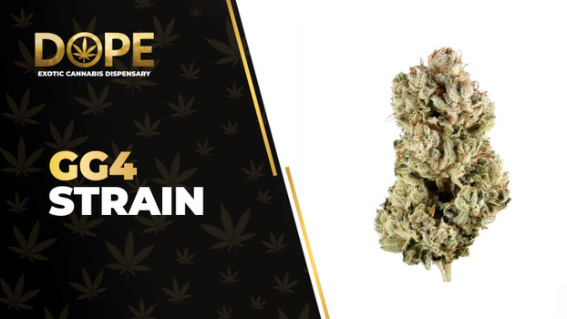 GG4 Strain: THCA Powerful Flower with Infamous Effects.