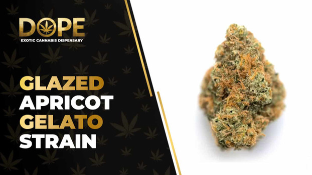 Glazed Apricot Gelato Strain Review & Effects Guide