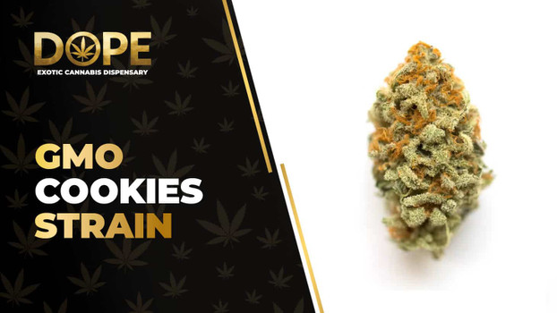 GMO Cookies Strain Review: Flavor, Effects & THC Guide