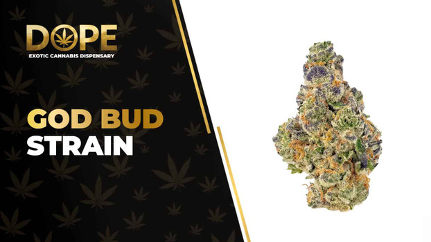 God Bud Strain: Flavor, Effects & THCA Flower Guide