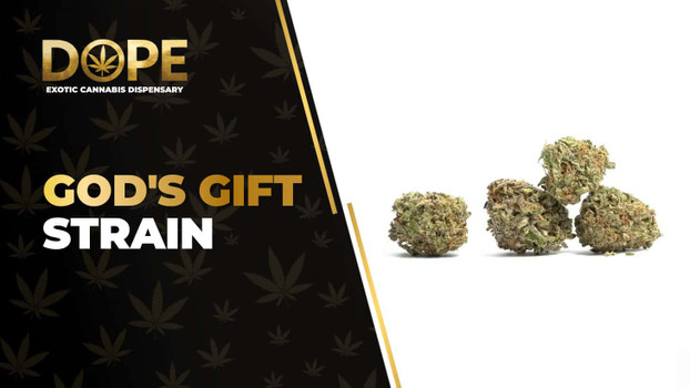 God's Gift Strain: Flavor, Effects, Genetics & THCA
