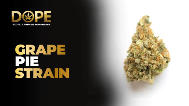 Grape Pie Strain Review | Sweet Flavor & Relaxing Effects