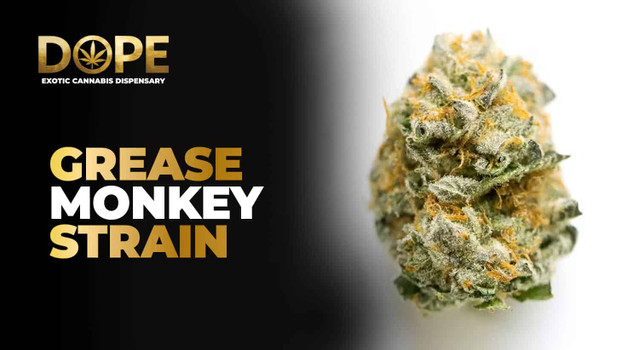Grease Monkey Strain Review | Effects, Flavor & Grow