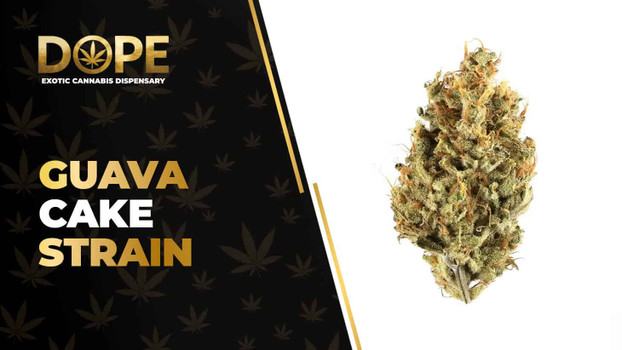 Guava Cake Strain Review: Flavor, Effects & Potency