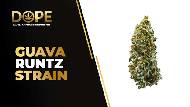 Guava Runtz Strain Review | Tropical Flavor & Effects