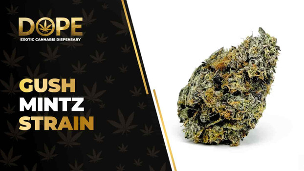 Gush Mintz Strain Review: Flavor, Effects & Growing Guide