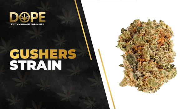 Gushers Strain Review: Sweet Flavor & Relaxing High