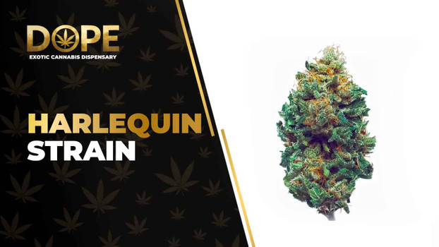 Harlequin Strain Review: CBD Effects & Flavor Guide