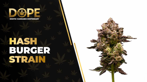 Hash Burger Strain: Flavor, Effects & Indica Genetics
