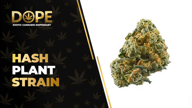 Hash Plant Strain Review: Earthy Flavour & Relaxing Effects