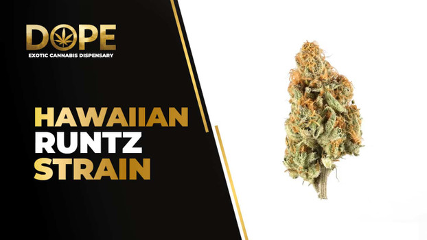 Hawaiian Runtz Strain Review | Tropical Flavor & Effects