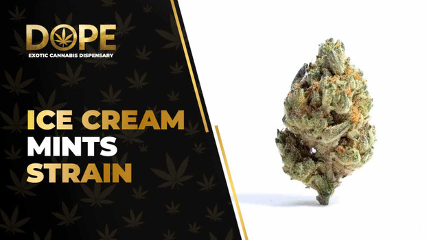 Ice Cream Mints Strain Review: Flavor, Effects & THC