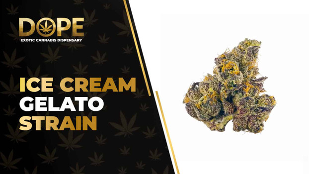 Ice Cream Gelato Strain Review: Flavor, Effects Guide