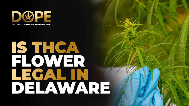 Is THCA Flower Legal in Delaware? Laws, Risks & Compliance
