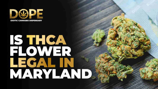 Is THCA Flower Legal in Maryland? 2025 Legal Guide by Dope