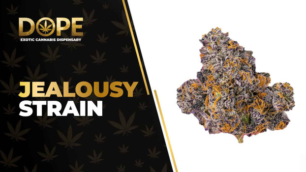 Jealousy Strain Review: Creamy Gas & Euphoric Calm