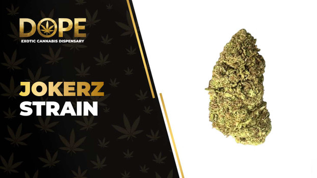 Jokerz Strain Review: Flavor, Effects & Growing Guide