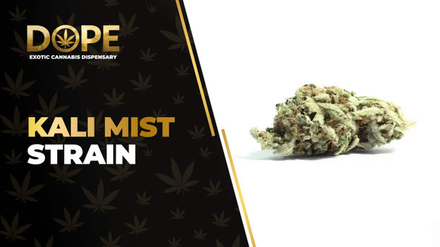 Kali Mist Strain Review: Spicy Flavour & Uplifting Effects