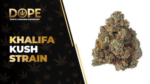 Khalifa Kush Strain Review: Effects, Flavor & THC