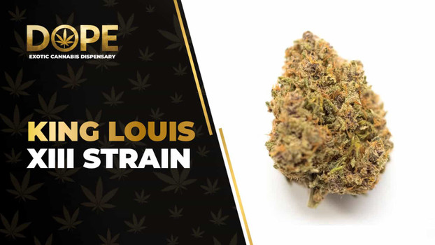 King Louis XIII Strain Review: Effects, Flavor & THC