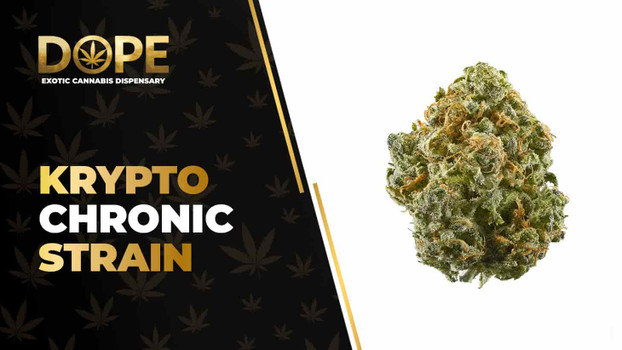 Krypto Chronic Strain: Flavor, Effects & Genetics