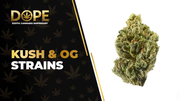 Kush & OG Strain Review: Effects, Flavor & Growing Guide