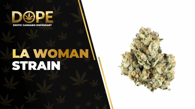 LA Woman Strain: Flavor, Effects & THCA Flower Guide