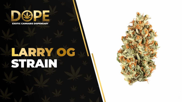 Larry OG Strain Review: Flavor, Effects & Potency Guide