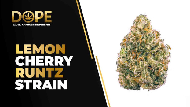 Lemon Cherry Runtz Strain Review, Effects & Grow Guide