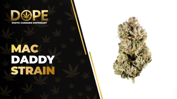 Mac Daddy Strain: Flavor, Effects, Genetics & THCA Flower