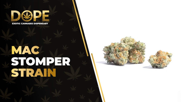 Mac Stomper Strain: Flavor, Effects, Genetics & THCA