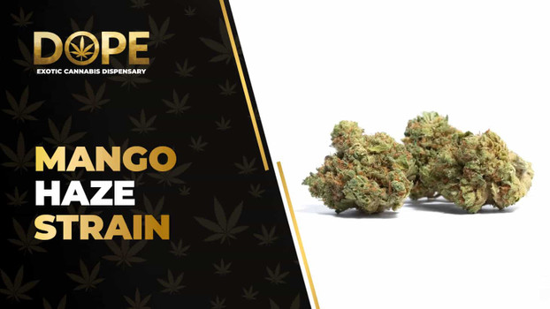 Mango Haze Strain Review: Sweet Mango & Uplifting Effects